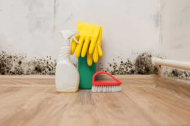 About Mold Removal